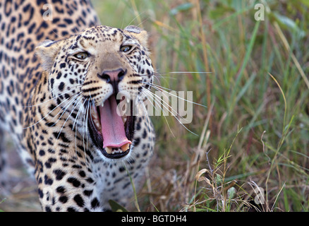 Leopard (Panthera pardus) bâillements, Okavango Delta, Botswana Banque D'Images