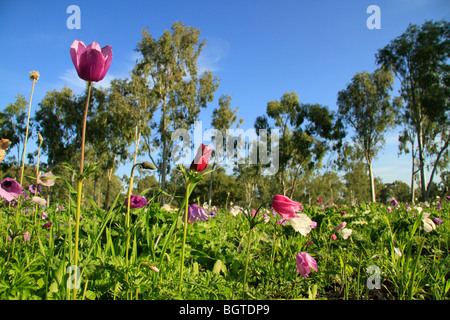Israël, vallée de Jezreel, fleurs Anémone à Megiddo Banque D'Images
