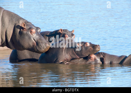 Vue rapprochée de l'Hippopotame (Hippopotamus amphibius) soleil au bord, Tala Game Reserve, KwaZulu-Natal, Afrique du Sud Banque D'Images
