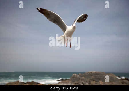 Hartlaub's Gull (Larus hartlaubii) en vol, côte ouest, Western Cape , Afrique du Sud Banque D'Images