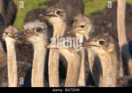 -Jusqu'à proximité de l'autruche commune curieux (Struthio camelus), Région d'Overberg, Western Cape , Afrique du Sud Banque D'Images