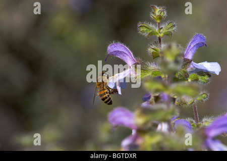 Plan d'abeille (Apis) melliferaon sur wildflower, Western Cape , Afrique du Sud Banque D'Images