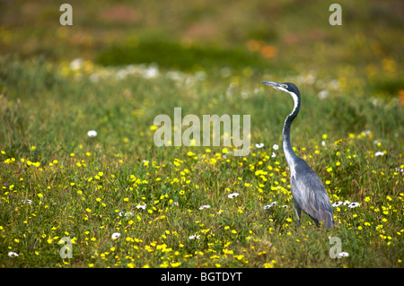 Héron à tête noire, (Ardea melanocephala) parmi les fleurs sauvages, West Coast National Park, Western Cape , Afrique du Sud Banque D'Images