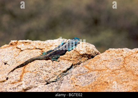 Homme Rock Agama agama (atra) lui-même le soleil sur un rocher, le Namaqualand, Northern Cape, Afrique du Sud Banque D'Images