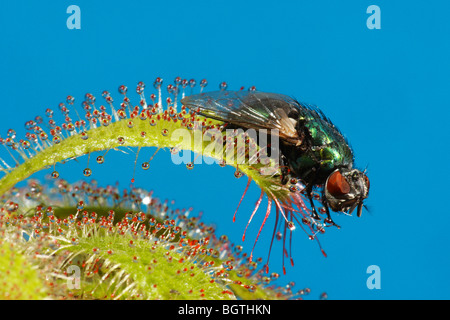 Alice filiforme avec capturé fly Banque D'Images