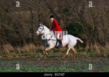 Chasse chasseur hunt red fox rider Angleterre horse Banque D'Images