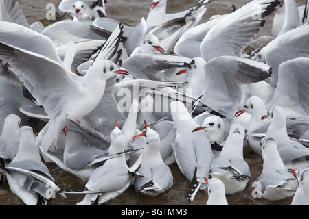 À tête noire (Larus ridbundus en masse d'alimentation Banque D'Images