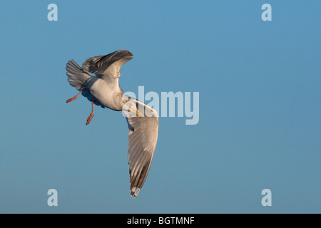 Goéland argenté Larus argentatus en vol Banque D'Images