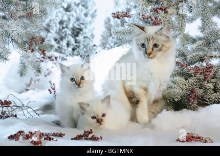 Birman, Chat sacré de Birmanie. Mère avec deux chatons dans la neige Banque D'Images