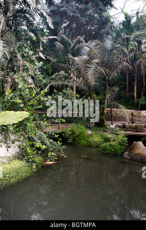 L'ÉTANG DE LA JUNGLE DANS LE BIOME TROPICAL DANS L'Eden Project. CORNWALL UK. Banque D'Images