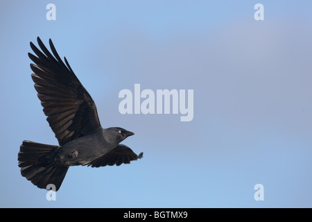 Corvus monedula choucas en vol Banque D'Images