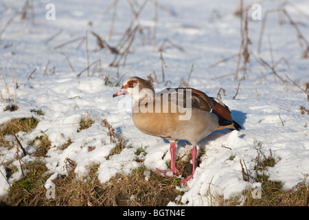 Egyptian goose Alopochen aegyptiacus dans la neige Banque D'Images