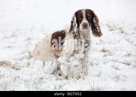 Épagneul Springer Anglais dans la neige Banque D'Images