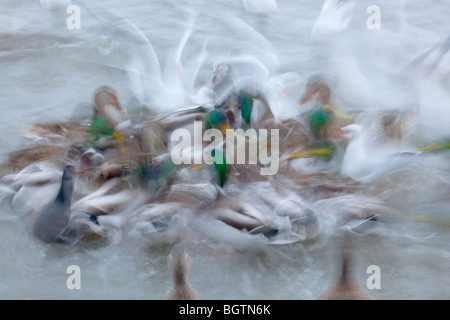 Une longue exposition de Canards colverts et de mouettes à tête noire se nourrissant d'un étang Banque D'Images