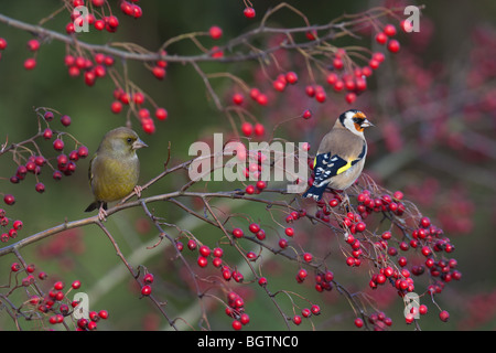 Goldfinch Carduelis carduelis Verdier et sur les baies d'aubépine rouge Banque D'Images