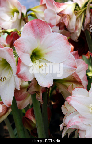 AMARYLLIS APPLE BLOSSOM. Banque D'Images