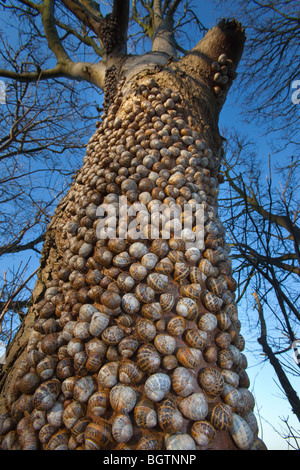 Escargots Helix aspersa pendant l'hiver dans un grand groupe sur Un tronc d'arbre North Norfolk Banque D'Images