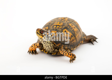 Des profils Tortue tabatière (Terrapene carolina carolina) Banque D'Images