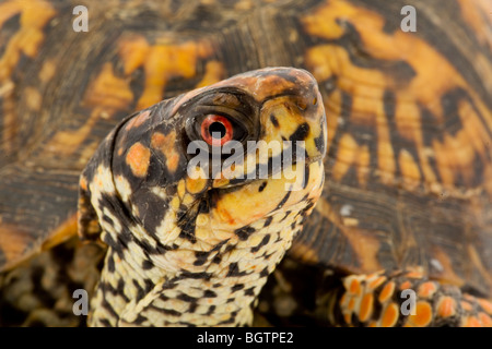 Des profils Tortue tabatière (Terrapene carolina carolina) Banque D'Images