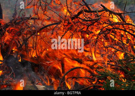 Jardin avec un feu de branches d'épinette de gravure, Powys, Pays de Galles. Banque D'Images