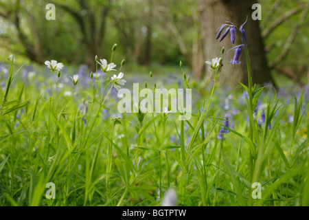 Jacinthes et une plus grande floraison dans les bois. stellaire Dingle, UN Cilcenni Woodlands biens en fiducie. Powys, Pays de Galles. Banque D'Images