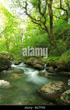 Flux forestiers et des cascades, Coed Nant Gwernol. Un bois bien de fiducie, Gwynedd, Pays de Galles. Banque D'Images