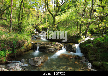 Flux forestiers et des cascades, Coed Nant Gwernol. Un bois bien de fiducie, Gwynedd, Pays de Galles. Banque D'Images