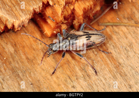 Deux bandes de longicorne asiatique (Rhagium bifasciatum) sur le bois mort. Powys, Pays de Galles. Banque D'Images