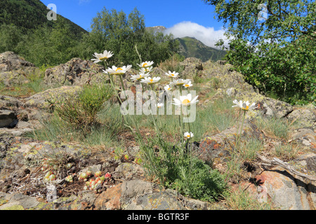 Lune alpin (Leucanthemopsis alpina) Daisy la floraison. Pyrénées-Orientales, France. Banque D'Images