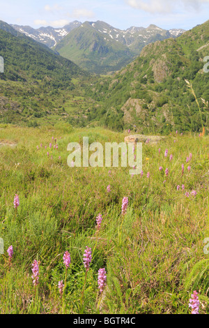 Orchidées parfumées (Gymnadenia conopsea) floraison dans une prairie de montagne. Ariege Pyrenees, France. Banque D'Images