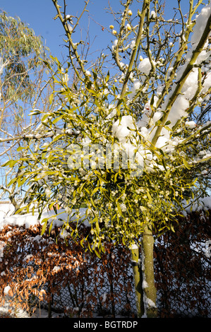 Le gui, le jardin (Viscum album), Norfolk, Angleterre, Décembre Banque D'Images