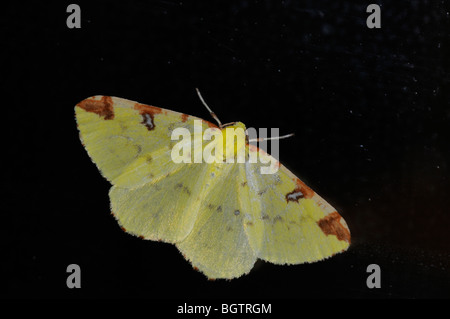 (Opisthograptis luteolata Brimstone) reposant sur la fenêtre la nuit, attirés par la lumière, l'Oxfordshire, UK. Banque D'Images