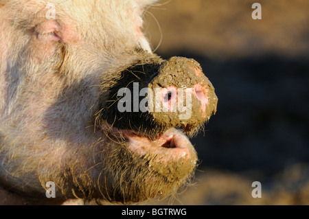 Porc domestique (Sus scrofa domesticus) Museau couvert de boue, Oxfordshire, UK. Banque D'Images