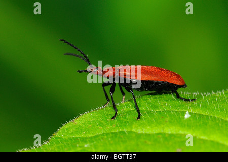 Cardinal à tête rouge (Pyrochroa serraticornis Beetle) sur feuille, Oxfordshire, UK. Banque D'Images