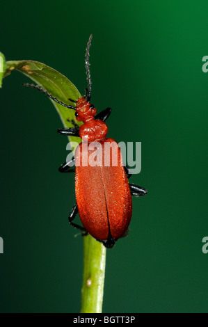 Cardinal à tête rouge (Pyrochroa serraticornis Beetle) sur le brin d'herbe, Oxfordshire, UK. Banque D'Images