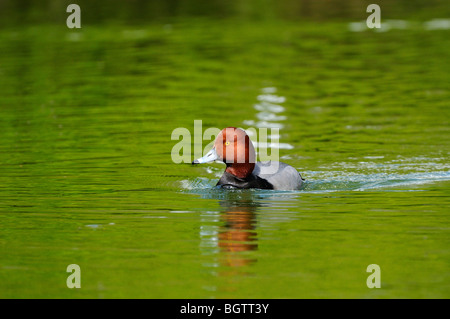 Redhead Duck (Aythya americana) Nager dans l'eau verte, Slimbridge, Royaume-Uni. Banque D'Images