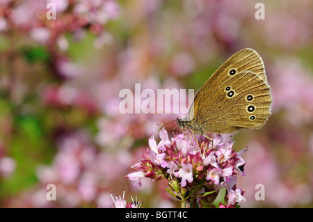 (Un papillon Aphantopus hyperantus) se nourrissant de fleurs de marjolaine sauvage, Oxfordshire, UK. Banque D'Images