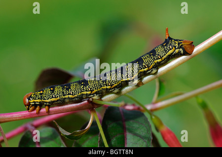 Hyles livornica Hawmoth à rayures (caterpillar) se nourrissent de végétaux élevés en captivité, fuchsia, au Royaume-Uni. Banque D'Images