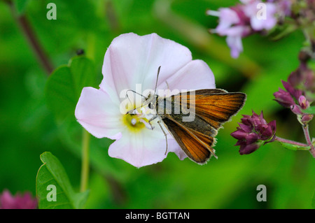 Petite Skipper (Thymelicus sylvestris) alimentation papillon sur fleur de liseron des champs moindre, de la langue, étendu dans l'Oxfordshire, UK. Banque D'Images