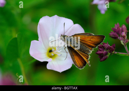 Petite Skipper (Thymelicus sylvestris) alimentation papillon sur fleur de liseron des champs moindre, Oxfordshire, UK. Banque D'Images