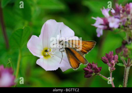 Petite Skipper (Thymelicus sylvestris) se nourrissant de fleurs des champs moindre, Oxfordshire, UK. Banque D'Images