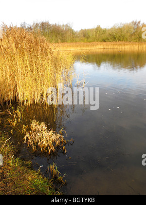 Priorslee Lake, Shropshire, Angleterre, hiver 2009 Banque D'Images