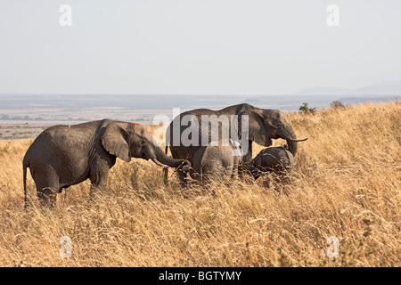 Groupe de la famille des éléphants d'Afrique, la navigation sur un petit buisson. Banque D'Images