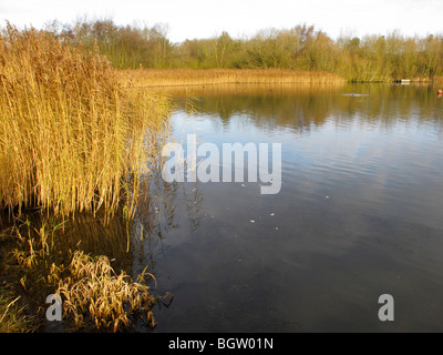 Priorslee Lake, Shropshire, Angleterre, hiver 2009 Banque D'Images