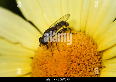 Syritta pipiens parfois appelé l'épais-legged hoverfly Banque D'Images