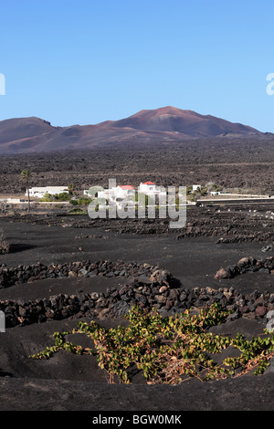 Viticulture et propriété près de Uga, La Geria, Lanzarote, Canary Islands, Spain, Europe Banque D'Images