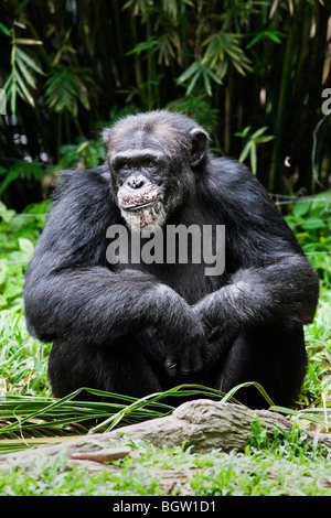 Portrait d'un chimpanzé Banque D'Images