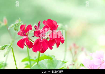 Fleurs et plantes utiles comme un arrière-plan Banque D'Images