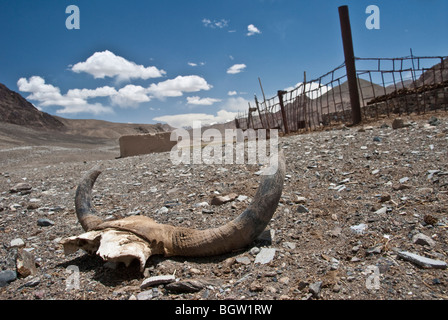 Vue sur les vestiges d'un crâne d'animaux dans le Pamir Highway Plateau près de Mourgab, Tadjikistan Banque D'Images