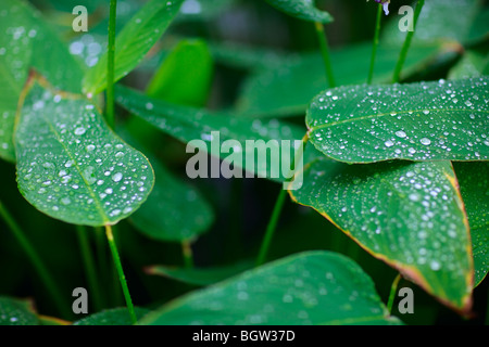 Gouttes d'eau sur les feuilles vert Banque D'Images